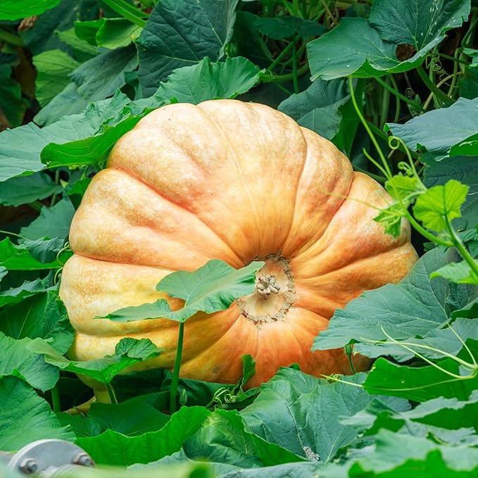 Seed Needs Pumpkin Seeds for Planting Atlantic Giant Pumpkins - Non-GMO Heirloom & Untreated Cucurbita Vegetable Seed to Plant an Outdoor Autumn Home Grown Veggie Garden (5 Packs)