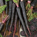 Black Nebula Carrot Seed 1/4 LB ~80,000 Seeds - Non-GMO Vegetable Gardening Seeds - Open Pollinated
