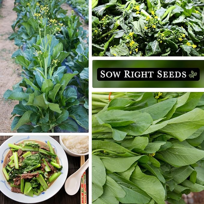 Sow Right Seeds - Yu Choy Sum Seeds for Planting - Unique Chinese Cabbage Variety - Asian Vegetable - Easy to Grow - Non-GMO Heirloom Greens - Versatile in Large Gardens or Small Spaces (1)
