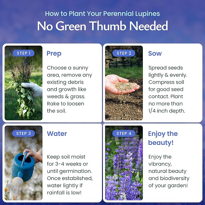 Created by Nature Blue Lupine Seeds, 750 Perennial Wildflower Seeds