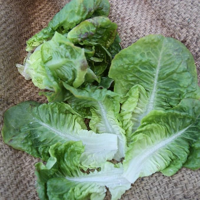 Summer Bibb Lettuce Seed - 1 OZ ~25,000 Seeds - Non-GMO, Open Pollinated, Heirloom, Vegetable Gardening Seeds