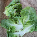 Summer Bibb Lettuce Seed - 1 LB Bulk ~400,000 Seeds - Non-GMO, Open Pollinated, Heirloom, Vegetable Gardening Seeds
