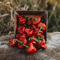 Red Scotch Bonnet Pepper - 10 Seeds - Bahama Mama Pepper, Jamaican Jerk Pepper, Non-GMO, Heirloom Pepper Seeds for Planting in The Home Garden, Thresh Seed Company