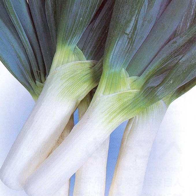 Onion Seeds - Bunching - Shimonita Negi - 3 g Packet ~1404 Seeds - Non-GMO, Heirloom - Vegetable Garden
