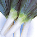 Onion Seeds - Bunching - Shimonita Negi - 1 Oz ~13000 Seeds - Non-GMO, Heirloom - Vegetable Garden