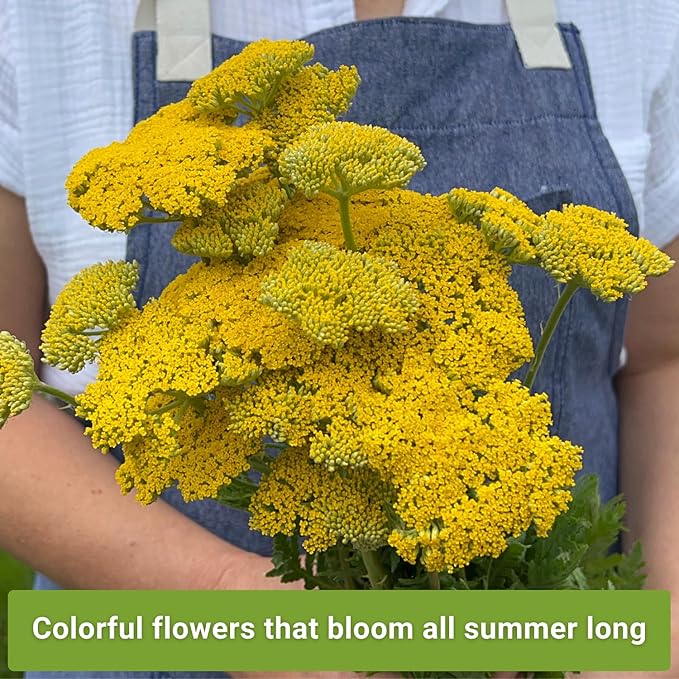 Sow Right Seeds - Common White, Gold & Red Yarrow Seeds for Planting - Non-GMO Heirloom Packets with Instructions to Grow Outdoor Home Garden - Medicinal Herb & Native Wildflower with Fragrant Blooms