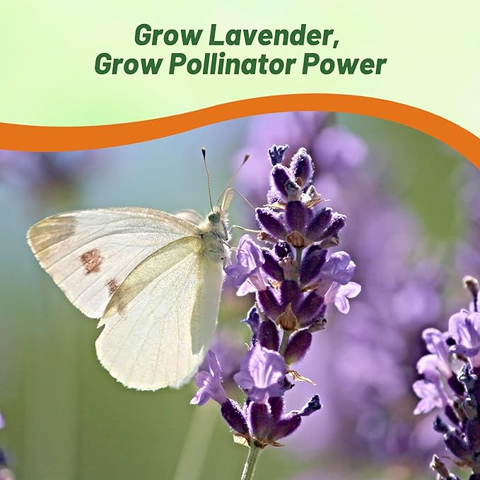 Outsidepride English Lavender Seeds - 10000 Pcs Perennial, Drought-Tolerant & Pollinator Friendly Herb Seeds for Planting Fragrant and Delicate Flowers with Lavender Blooms for Xeriscaping Gardens