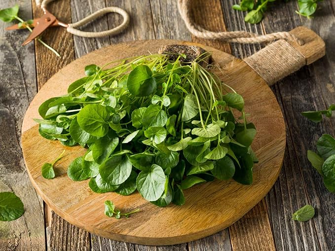 Seeds Vegetable Garden Cress Lettuce Brodleaf - 400 Seeds
