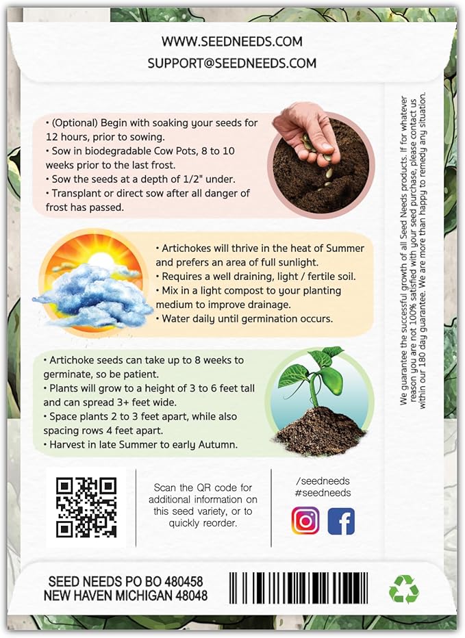 Seed Needs Artichoke Seeds for Planting Green Globe Artichokes - Non-GMO Heirloom & Untreated - Grow an Outdoor Home Grown Vegetable Garden for Fresh Produce (5 Packs)