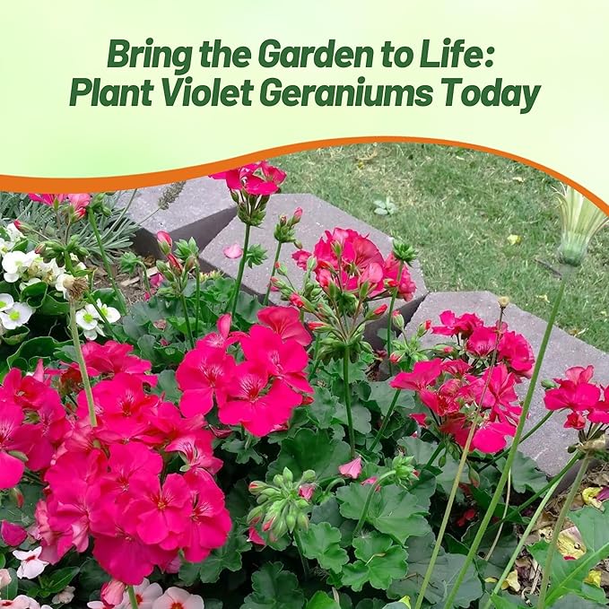 Outsidepride Violet Geranium Seeds for Planting - 50 Pcs Annual, Heat & Drought Tolerant Flower Seeds with Green Foliage & Violet Blooms for Pots, Borders & Lush Summer Garden Displays