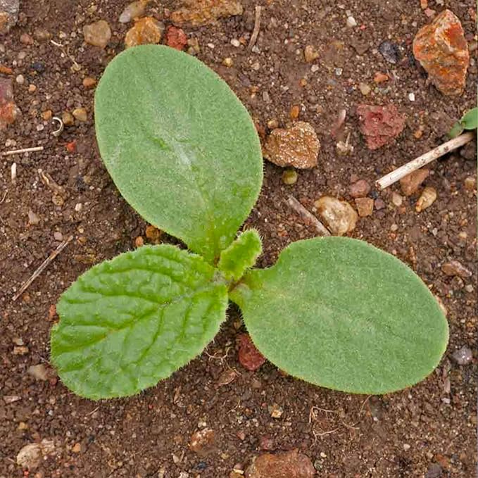 Seed Needs Borage Seeds for Planting White Borago officinalis Starflower - Non-GMO Heirloom & Untreated Herb Seed to Plant and Grow an Outdoor Home Grown Garden (2 Packs)