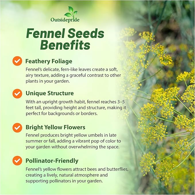 Outsidepride 1 oz. Annual Foeniculum Vulgare Fennel Herb Garden Seeds for Planting