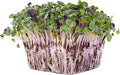 Colorful Radish Microgreens Seeds Mix - 1 Lb ~2675 Seeds - Colorful Blend of Radish Microgreens Including Green, Red Stem and Purple Microgreen - Grow Micro Greens