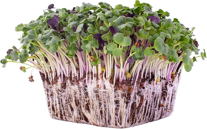 Colorful Radish Microgreens Seeds Mix - 1 Lb ~2675 Seeds - Colorful Blend of Radish Microgreens Including Green, Red Stem and Purple Microgreen - Grow Micro Greens