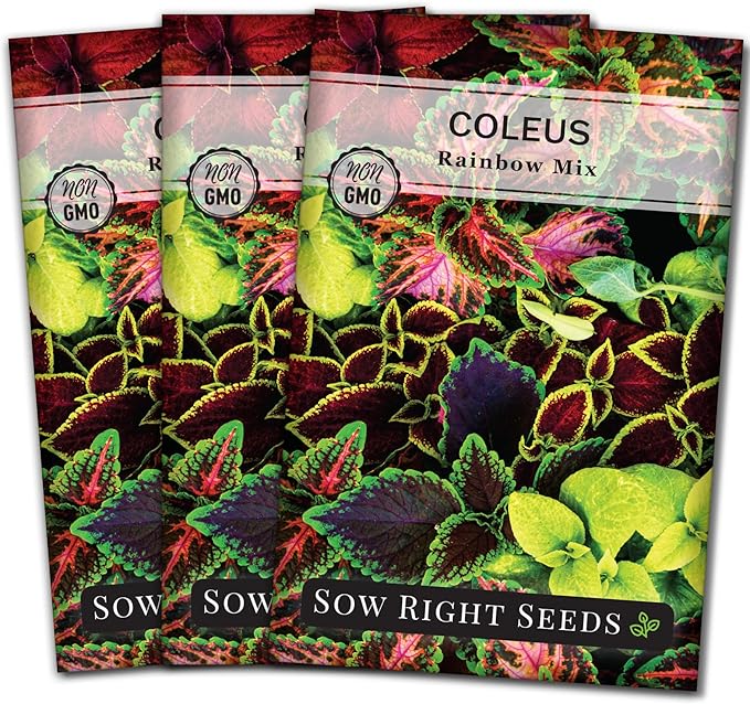 Sow Right Seeds - Coleus Rainbow Mix Seeds for Planting - Beautiful Flowers to Plant in a Home Garden - Indoors or Outdoors - Non-GMO Heirloom Seeds - Attractive & Colorful - Great Gardening Gift (3)