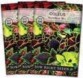 Sow Right Seeds - Coleus Rainbow Mix Seeds for Planting - Beautiful Flowers to Plant in a Home Garden - Indoors or Outdoors - Non-GMO Heirloom Seeds - Attractive & Colorful - Great Gardening Gift (3)