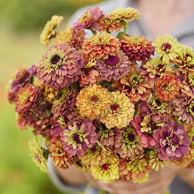 Eden Brothers Zinnia Seeds - Queen Lime Mix, Non-GMO Seeds for Planting, Packet | Low-Maintenance Flower Seeds, Plant During Spring, Zones 3, 4, 5, 6, 7, 8, 9, 10