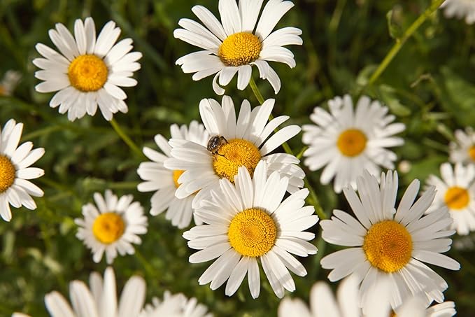 Chamomile Roman Great Garden Herb by Seed Kingdom (1 Oz Seeds)