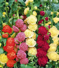 NIKA SEEDS - Seeds Flowers Hollyhock Double Mix Perennial - 50 Seeds