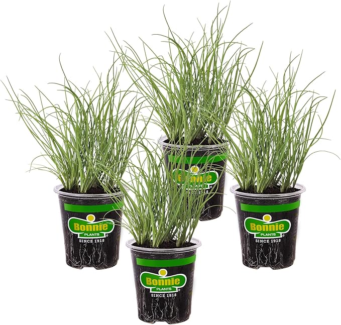 Bonnie Plants Onion Chives - 4 Pack Live Plants, Perennial in Zones 3 - 10, Non-Gmo, Great for Salads, Soups, Potatoes & More