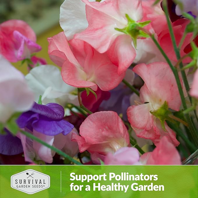 Dwarf Sweet Pea Seeds for Planting - Compact Bush Style Sweet Pea Flowers for Containers and Small Gardens, Fragrant Flower Variety for Outdoor Growing – Survival Garden Seeds (2 Packs)