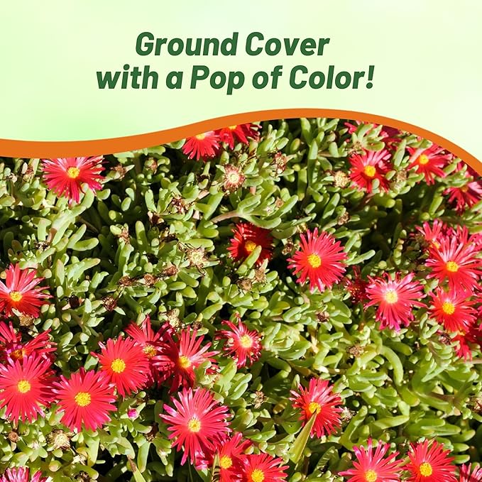 Outsidepride Gelato Red Ice Plant Seeds - 10000 Pcs Perennial, Drought Tolerant Ground Cover Seeds for Planting Vibrant Trailing Blooms, Ideal for Sunny Gardens & Xeriscape Landscaping