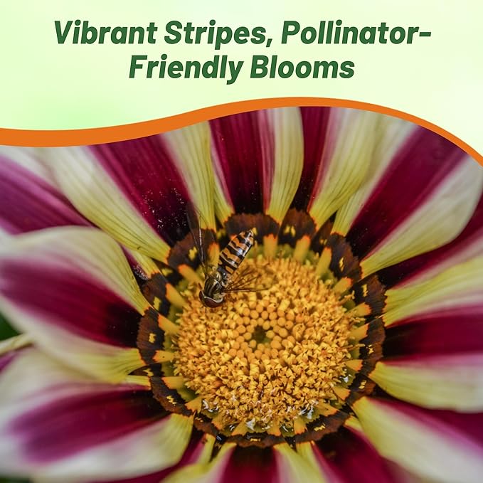 Outsidepride New Day Rose Striped Gazania Seeds for Planting – 50 Pcs Perennial, Low-Maintenance, Drought-Tolerant Ground Cover Seeds for Vibrant Summer & Fall Flowers, Great for Outdoor Gardens
