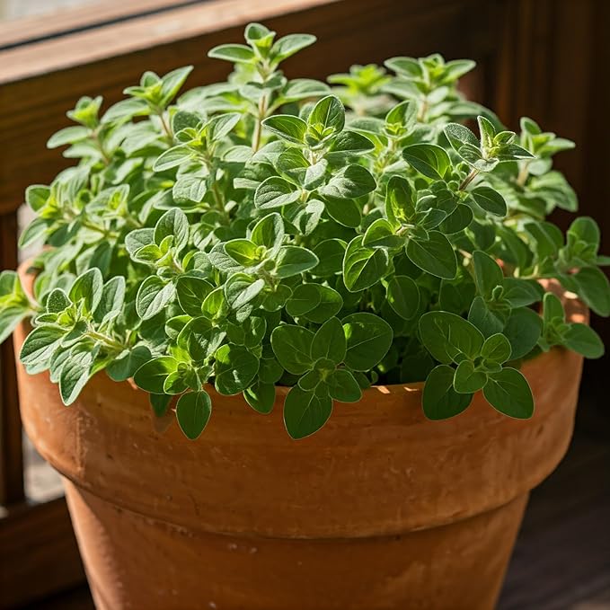 Seeds In A Cup - Plant Growing Kit-: Vegetable and Herb Growing Kit (Oregano)