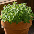 Seeds In A Cup - Plant Growing Kit-: Vegetable and Herb Growing Kit (Oregano)