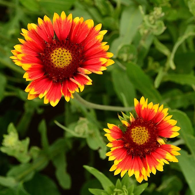 Blanket Flower Perennial Wildflower - 100 Seeds - Drought Tolerant Wildflower, Pollinator-Friendly, Perennial Flower Seeds for Planting Outdoors in The Home Garden, Thresh Seed Company