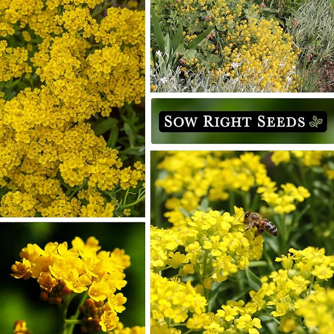 Sow Right Seeds - Sweet Alyssum Basket of Gold Flower Seeds for Planting - Perennial Garden Flowers - Easy to Grow Fragrant Blooms - Ideal for Borders and Containers - Attract Pollinators (4)