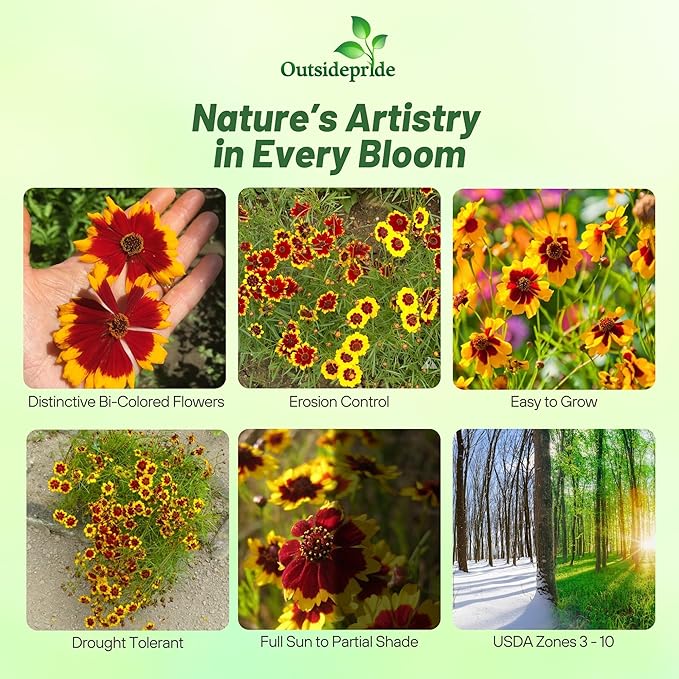 Outsidepride Plains Coreopsis Seeds - 1/4 lb. Annual, Drought & Humidity Tolerant, Flower Seeds for Planting Vibrant Bicolored Blooms, Ideal for Xeriscaping and Low Maintenance Gardens