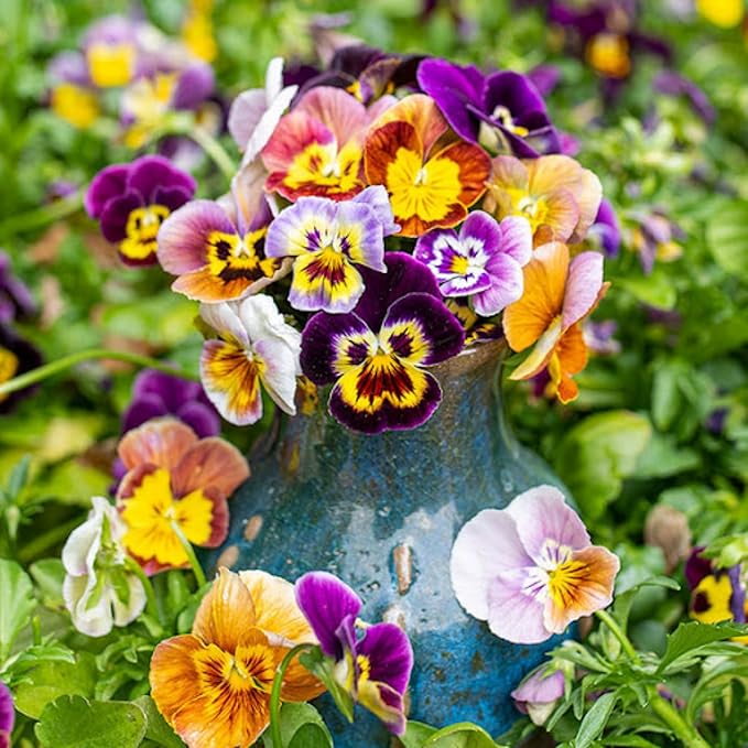 Mix Pansy Seeds for Planting - 200 Non-GMO Heirloom Flower Seeds Attract Butterflies & Open Pollinated