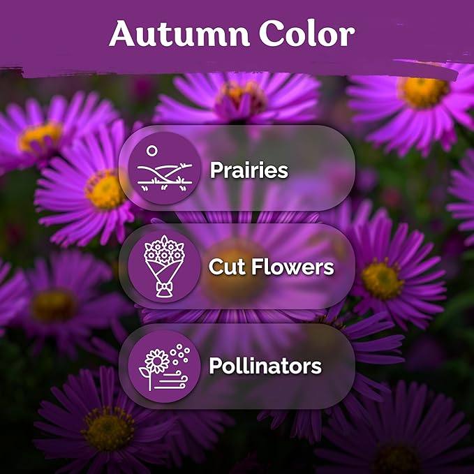 KVITER 600 New England Aster Seeds for Planting (Aster novae-angliae) – Purple Asters Plant Wildflower Seed Packets – Perennial Cut Flower Seeds, Purple Flower Garden, Flowers Beds, Containers