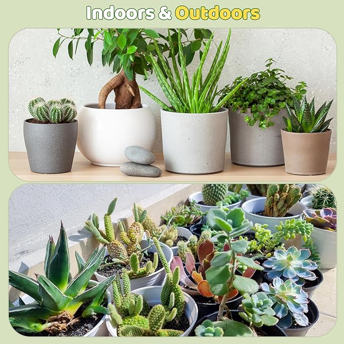 Cactus & Succulent Soil Mix 4qt, Chunky Well-Draining Soil for Indoor Plants - Spike & Bloom