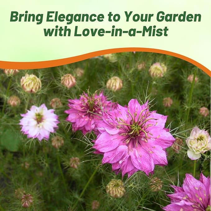 Outsidepride Jewels Rose Nigella Seeds - 2000 Pcs Annual Flower Seeds for Planting with Vibrant Blooms & Lacy, Fern-Like Foliage, Attractive Cut Flower for Small Garden Spaces & Floral Arrangements