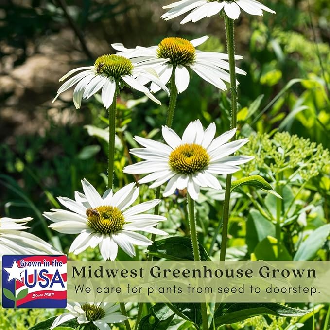Clovers Garden Deep Rose Coneflower (Echinacea) Plants – Two (2) Live Plants – Non-GMO - Not Seeds - Each 4" to 8" Tall – in 4" Inch Pots – Hardy Flowering Perennial, Pollinator Favorite