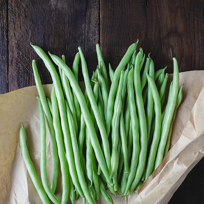 Blue Lake Bush Bean 274 Seeds - 5 Lbs - Treated, Non-GMO, Heirloom, Open Pollinated - Vegetable Garden Seeds - Green String Beans