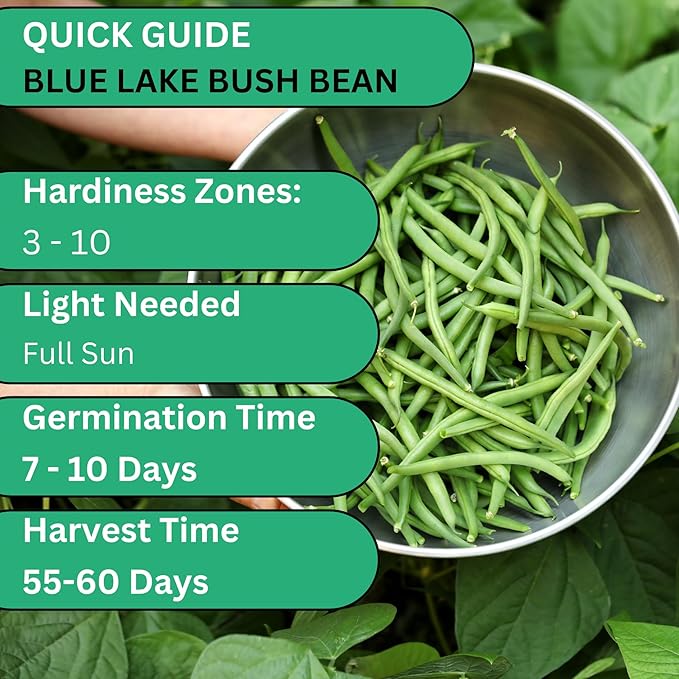 Woods Creek Seeds: Blue Lake Bush Bean Seeds for Planting - Non-GMO Green Bean Seeds for Planting - Tender Stringless Variety - USA Grown Heirloom Bush Beans Vegetable Seed for Outdoors and Indoors