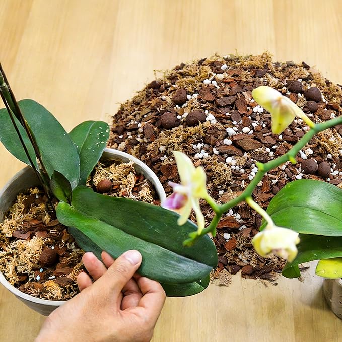 Orchid Bark Potting Mix 3QT - Orchid Soil Mix with Pine Bark, Perlite, Sphagnum Moss & Leca Clay, Fast-Draining Mix for Repotting Phalaenopsis & All Epiphytic Orchids, Indoor Orchid Mulch