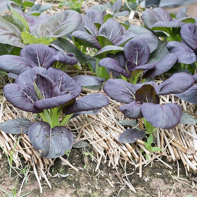 Osaka Purple Mustard Gardening Seeds: 1 Oz - Non-GMO Seeds for Microgreens, Micro Herb Greens, Vegetable Garden