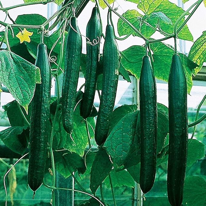 CEMEHA SEEDS - Seeds Indoor Cucumber Self-Pollinated Zozula F1 Pickling Non GMO Vegetable for Planting