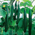 Seeds4planting - Seeds Indoor Cucumber Self-Pollinated Zozulya F1 Long Vegetable Non GMO