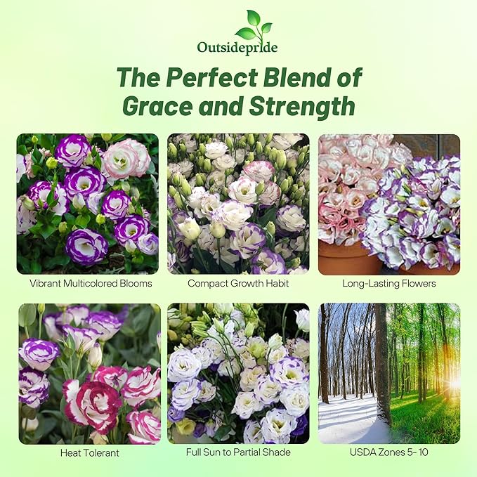 Outsidepride Lisianthus Sapphire Mix Flower Seeds - 50 Pcs. Annual, Versatile & Low Maintenance, Flower Seeds for Planting Prolific & Vibrant Mixed Blooms, Great for Cut Flower Arrangements