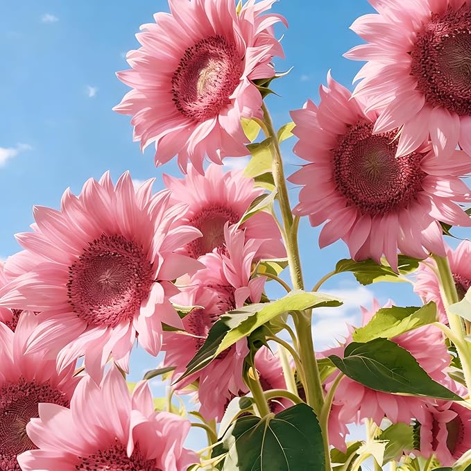 200+ Sunflower Flower Seeds for Planting, Mixed Color Sunflower Seed, Heirloom Non-GMO Perennial Rare Sunflower Flower Seeds for Garden Home