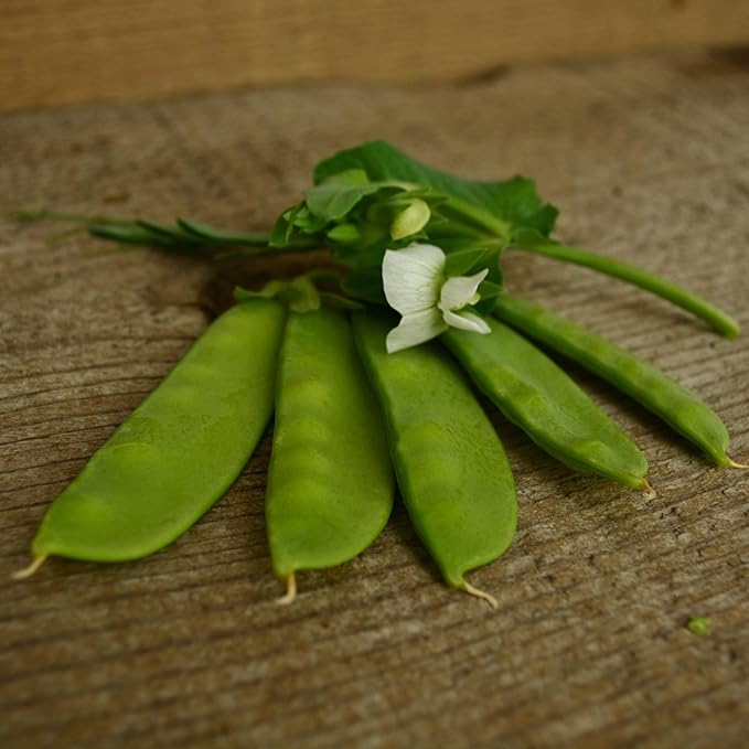 Mammoth Melting Snow Pea - 4oz Bulk (~540 Seeds) - Heirloom Variety, Easy-to-Grow & Cold-Tolerant, Non-GMO Pea Seeds for Planting Outdoors in The Home Garden, Thresh Seed Company