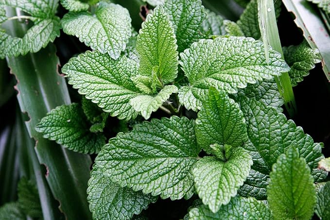 Seeds Mint Peppermint Mentha Medicinal Herbs Garden for Planting Non GMO 1000 Seeds