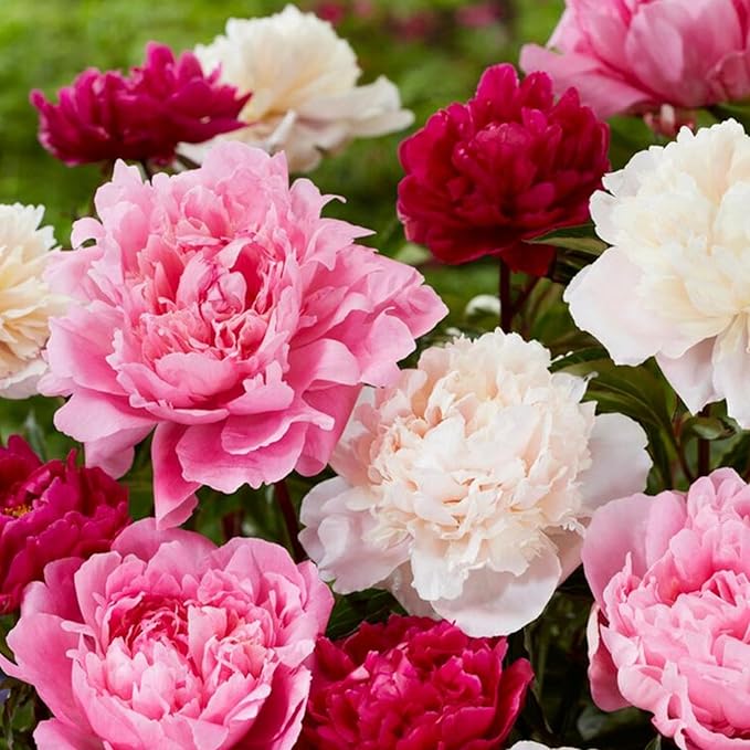 150+ Perennial Peony Flower Seeds for Planting Heirloom Peony Poppy Seeds Open Pollinated Attract Butterflies Outdoor and Indoor