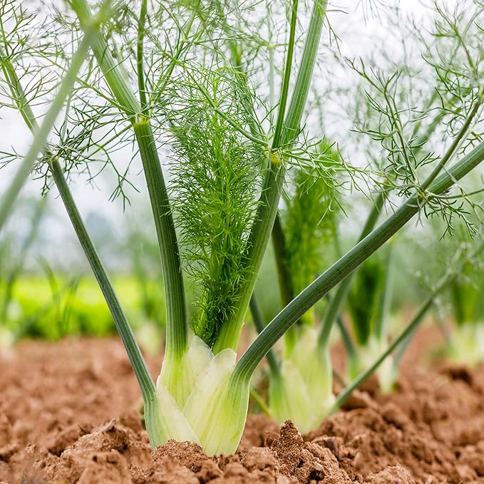 Outsidepride 1/4 lb. Annual Foeniculum Vulgare Fennel Herb Garden Seeds for Planting