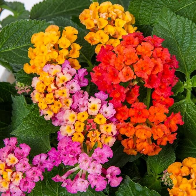 Lantana Flower Seeds for Planting - Mix Color Lantana Seeds to Plant Non-GMO Perennial Flower Garden Outdoor